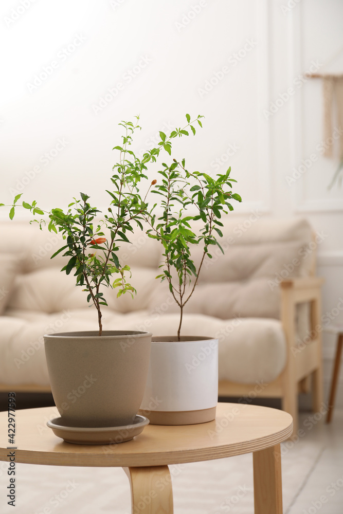 Young potted pomegranate trees on wooden table indoors