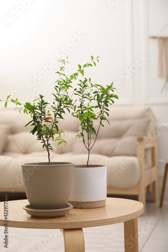 Young potted pomegranate trees on wooden table indoors