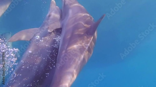 many dolphins want to make love with a single female dolphin while freediving