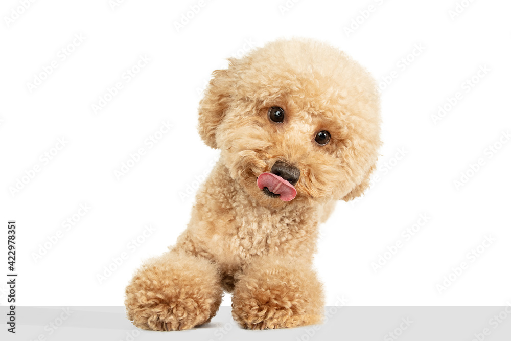 Cute puppy of Maltipoo dog posing isolated over white background Cute puppy of Maltipoo dog posing isolated over white background