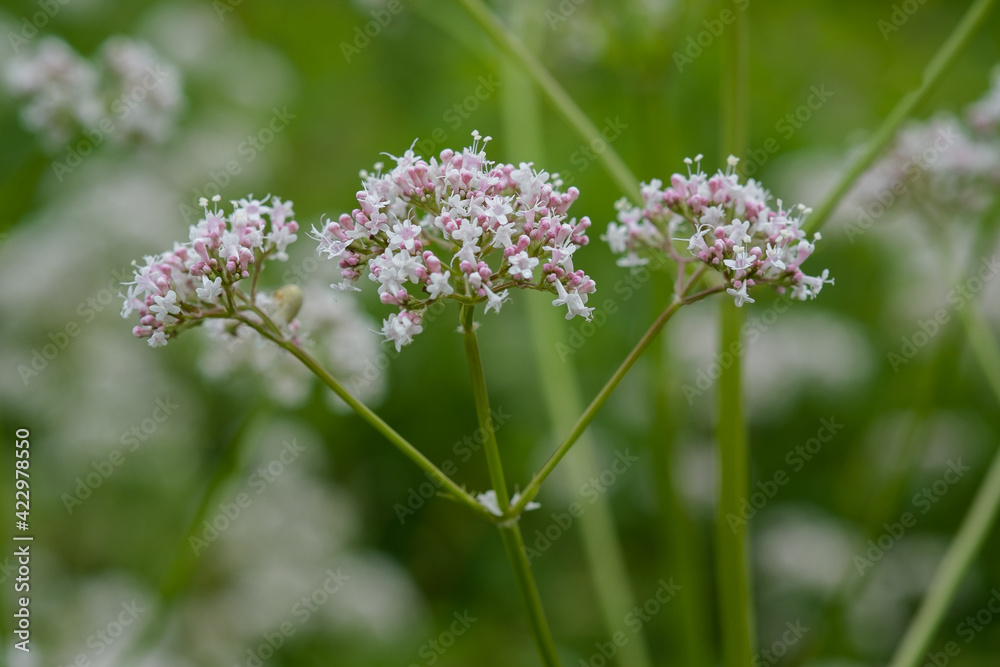 Medicinal plants - Budding pink flowering common Valerian (Valeriana officinalis) in the summer season. Medicinal plants - Budding pink flowering common Valerian (Valeriana officinalis) in the summer season.
