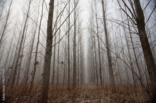 fog in the forest