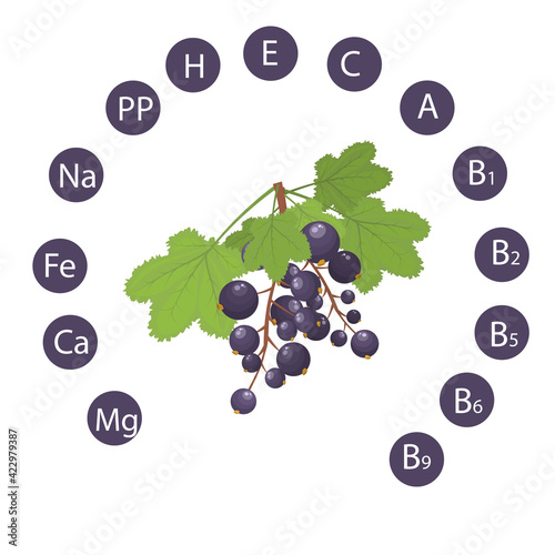 vector illustration of black currant with an indication of the vitamin and minerals contained in it. Healthy Food Concept