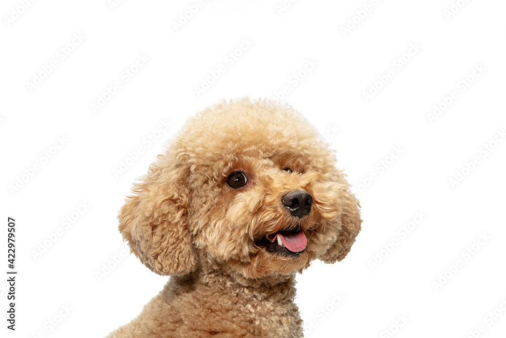 Cute puppy of Maltipoo dog posing isolated over white background Cute puppy of Maltipoo dog posing isolated over white background