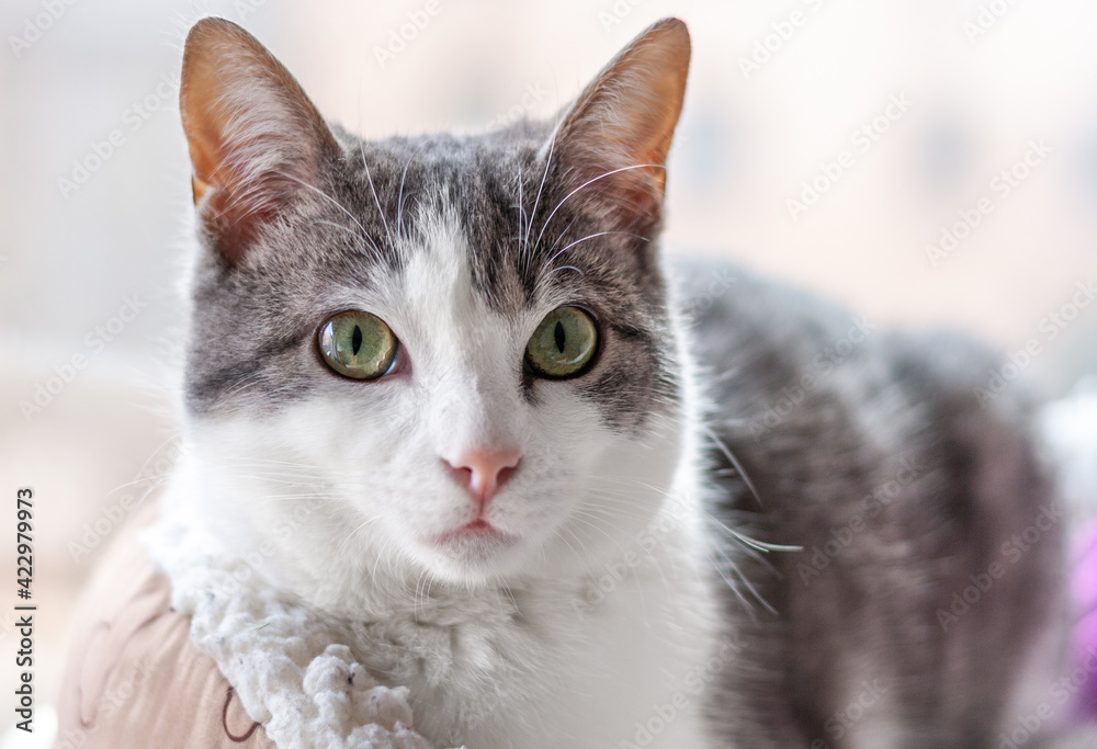 Cat lying on his bed at home staring,