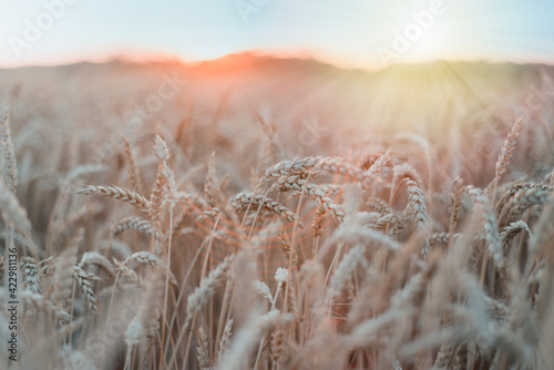 Ripe wheat field at sunset against blue sky argicultural background photo