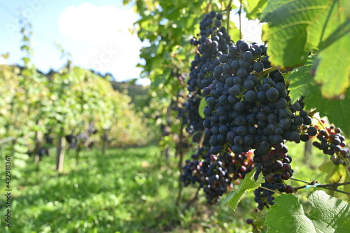 Wallpaper Mural grapes in vineyard Torontodigital.ca