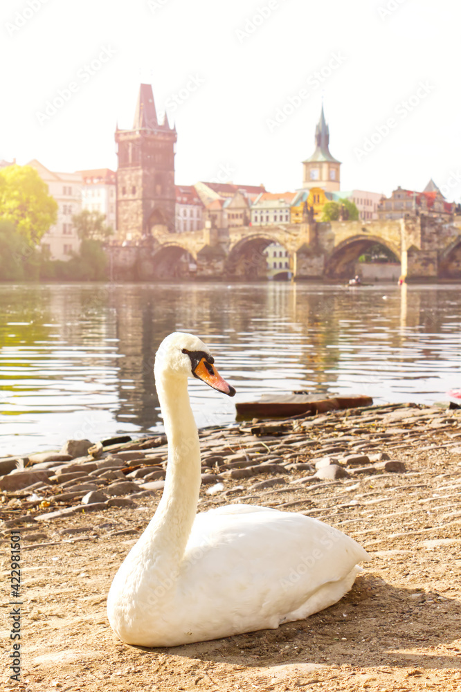 Schwan in Prag an der Moldau.