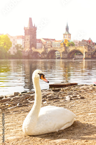 Obraz na płótnie Schwan in Prag an der Moldau. w salonie
