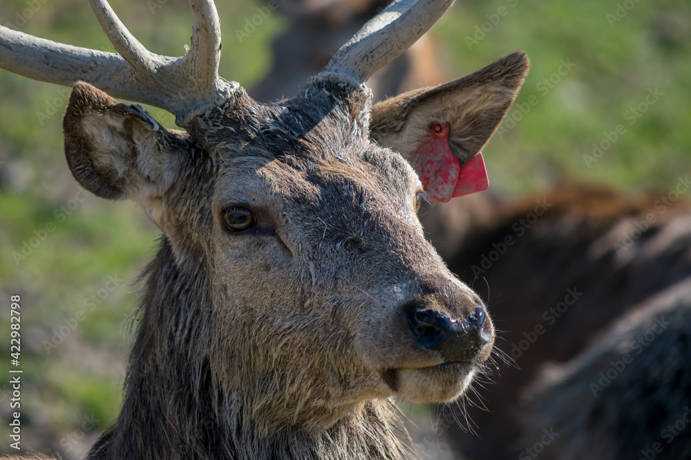 Red Deer (cervus elaphus)