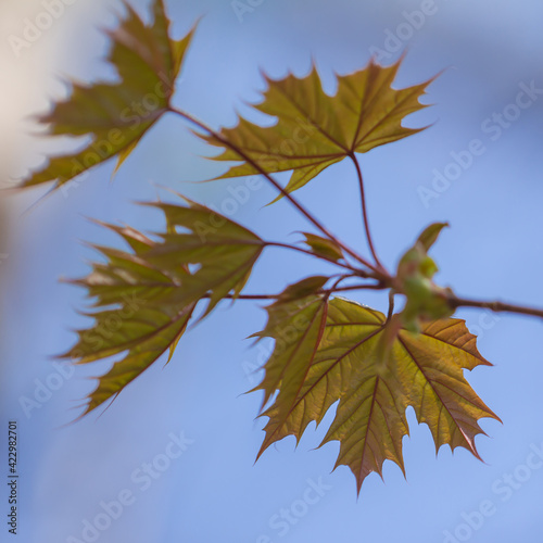 Young maple leaves on a branch