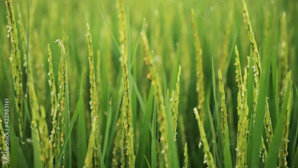Close up of young green rice growing in the paddy field. Close up of young green rice growing in the paddy field.