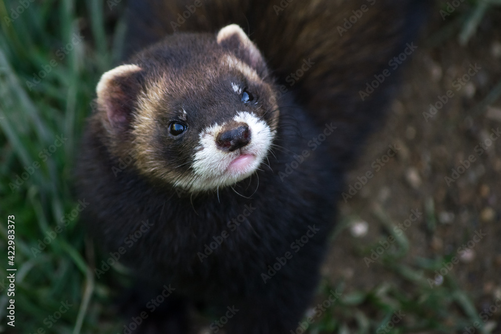 Fototapeta premium European Polecat (mustela putorius)