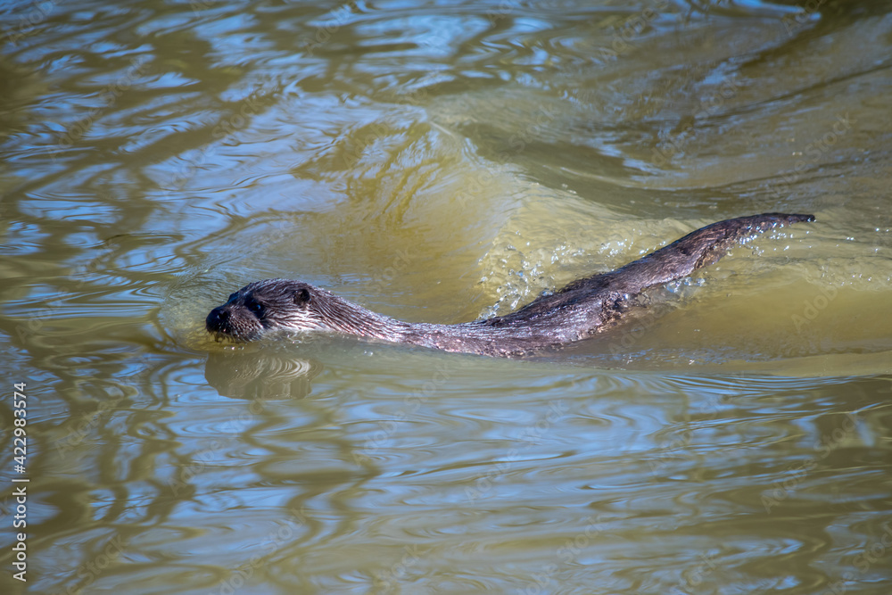 Obraz premium Eurasian Otter (Lutra lutra) in natural habitat