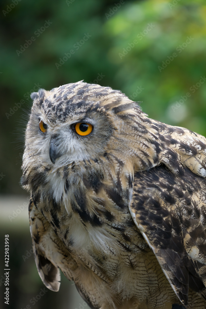 Eurasian Eagle-Owl (Bubo bubo) Eurasian Eagle-Owl (Bubo bubo)