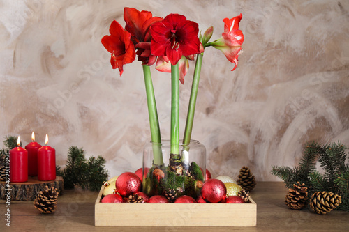 Beautiful red amaryllis flowers and Christmas decor on wooden table photo