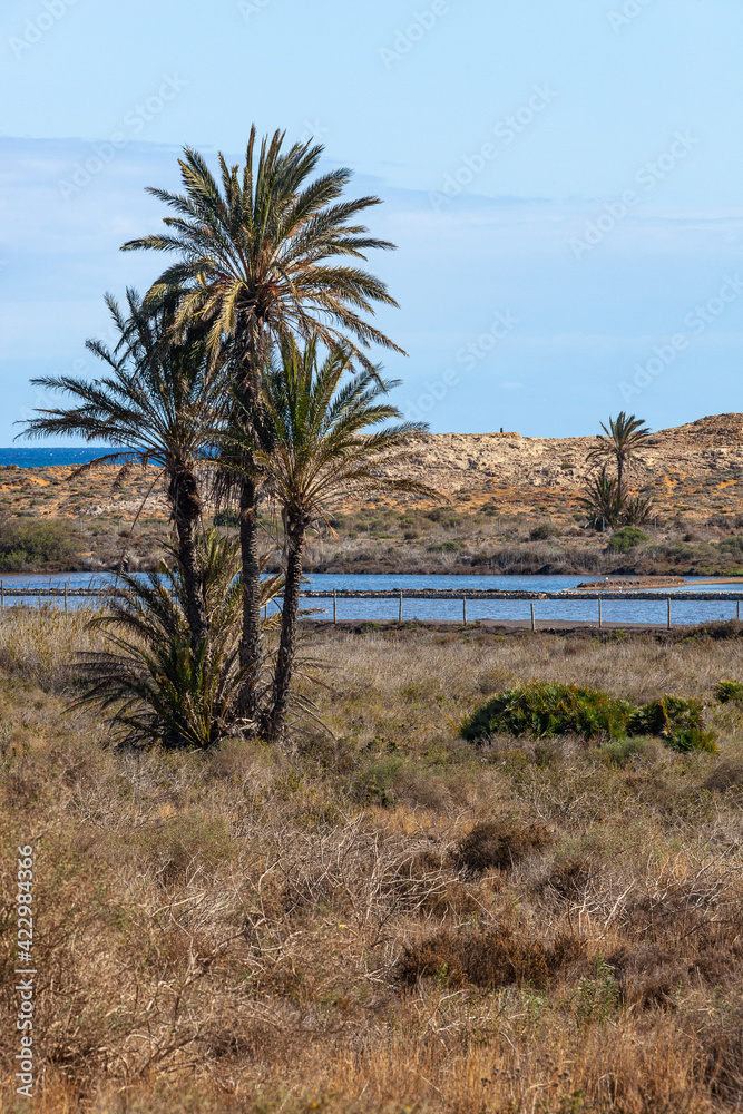 Picturesque palm trees against the background of salty lakes on the coast of the Mediterranean Sea in the Calblanque Regional natural Park, Murcia, Spain Picturesque palm trees against the background of salty lakes on the coast of the Mediterranean Sea in the Calblanque Regional natural Park, Murcia, Spain