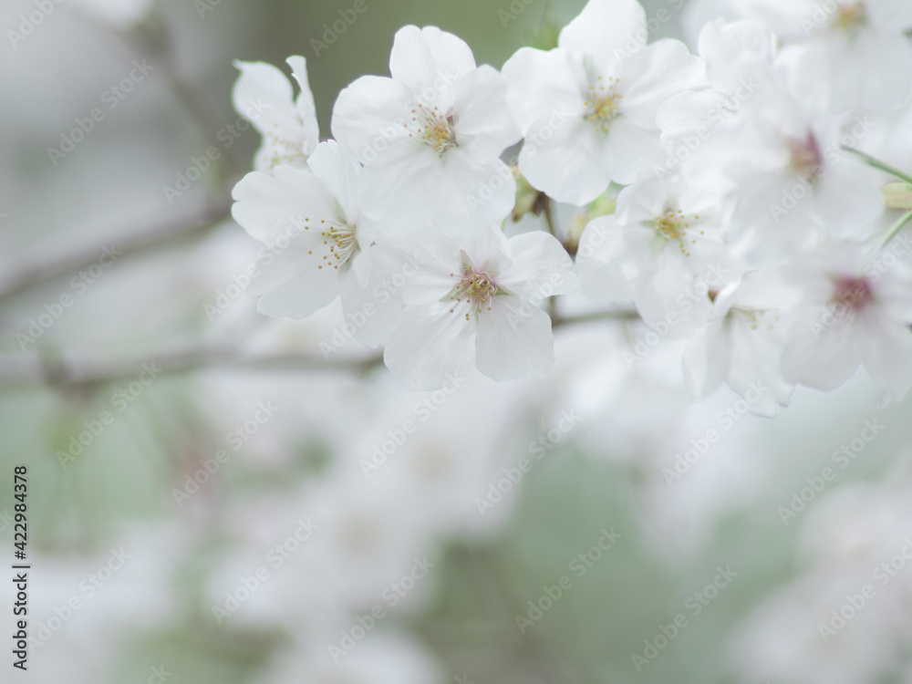 Obraz premium 薄曇りの日の淡い桜の花 3月