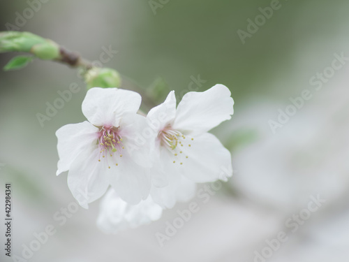 薄曇りの日の淡い桜の花 3月