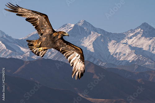 Leinwand Poster Golden eagle flying with Tien Shan mountains in the background near Bishkek, Kyr