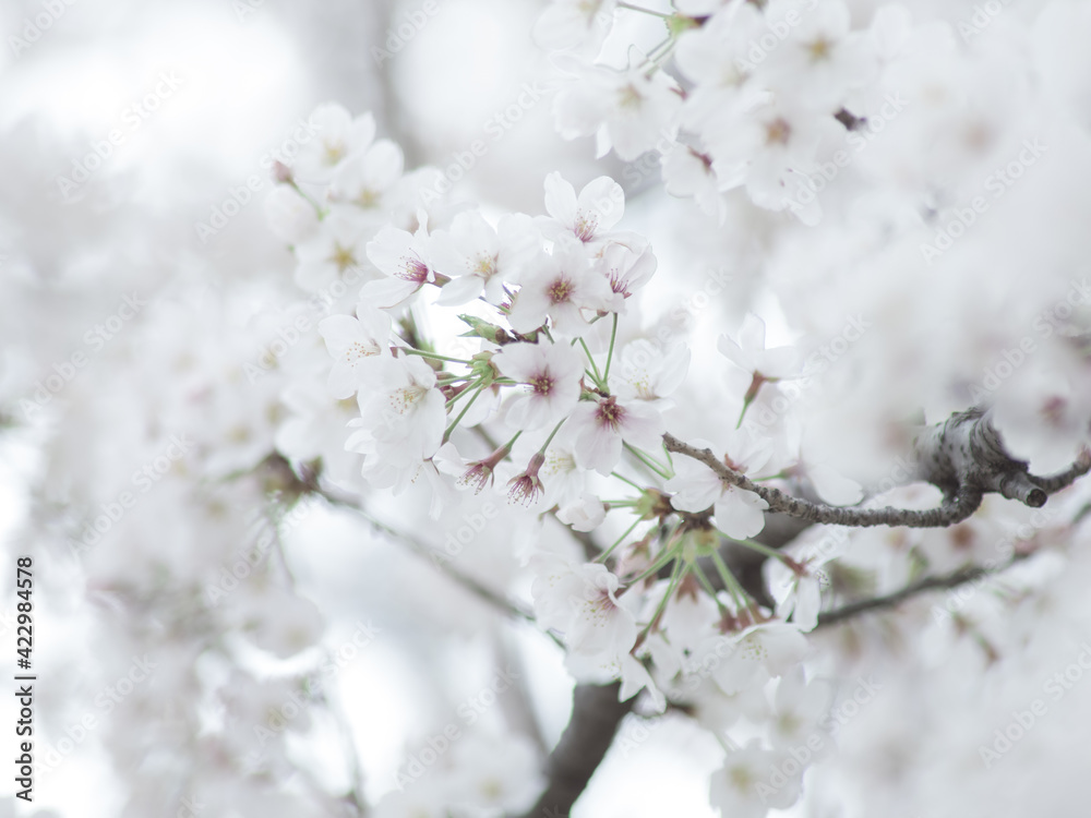 薄曇りの日の淡い桜の花　3月