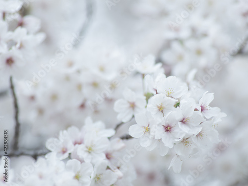 薄曇りの日の淡い桜の花　3月