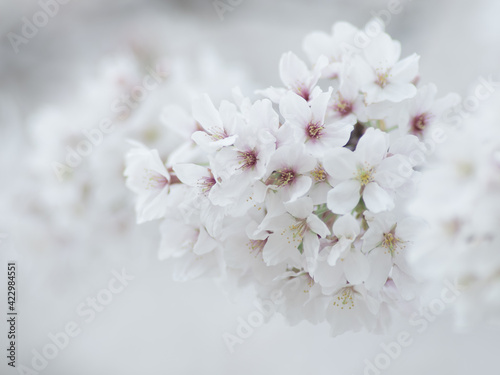 薄曇りの日の淡い桜の花 3月 © 正人 竹内