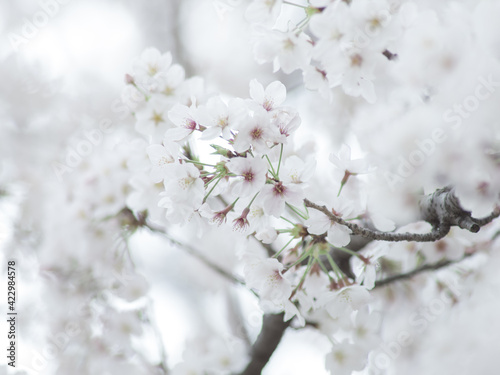 薄曇りの日の淡い桜の花　3月 © 正人 竹内