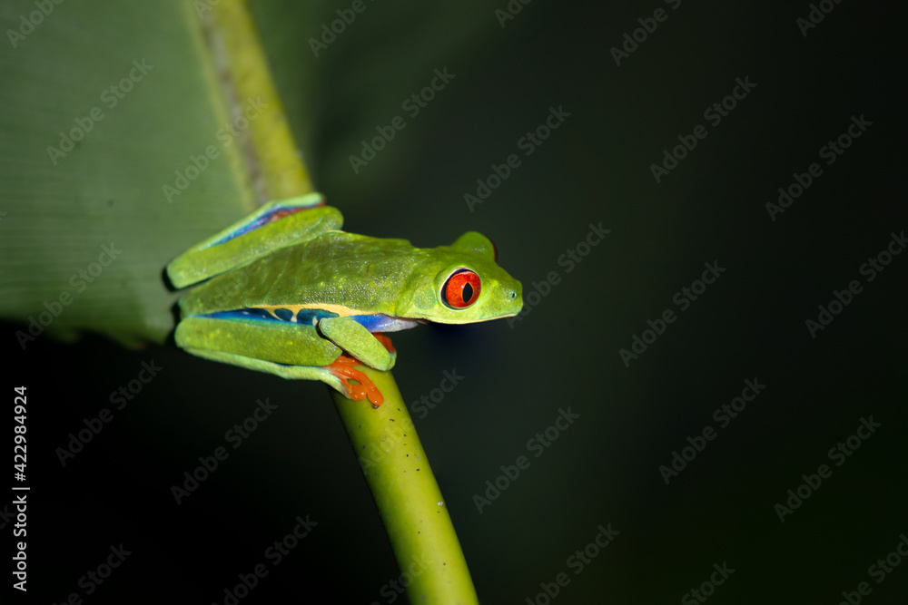 Red eyed tree frogs resting on leafs in a night in costa rica