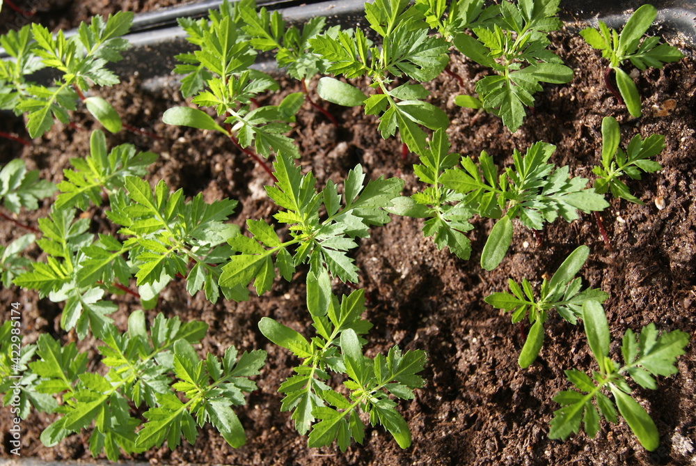 Young plants (seedlings) of marigolds. Selective focus. Young plants (seedlings) of marigolds. Selective focus.