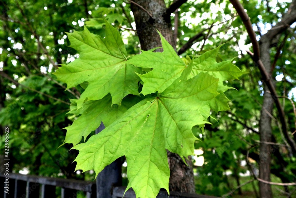 Nature Nature