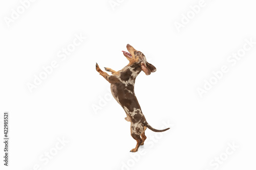Cute puppy of Dachshund dog posing isolated over white background © master1305