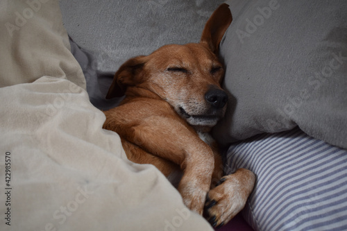 Dackel Mischling liegt im Bett mit beiger und grauer Bettwäsche, Ohr ausgestreckt und schläft photo