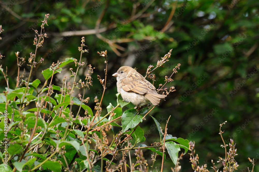 A sparrow sits on a branch of a small bush. A male house sparrow warbler Passer domesticus sits and looks to the side against a backdrop of green trees.
