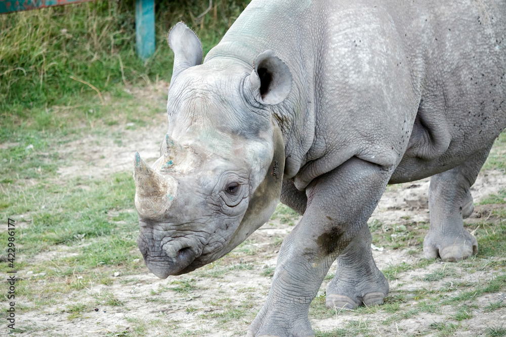 Fototapeta premium Black Rhinoceros or Hook-lipped Rhinoceros (Diceros bicornis)