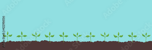 Seedlings on field. Growing young plants. Agricultural shoots germination. Began to sprout gardening. Spring season. Vector. Copy space. Horizontal banner.