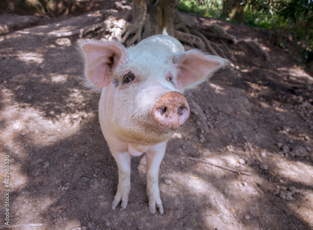 Small piglet on the farm. White pig on outdoor pasture of farm. Ethical animal farming. Outdoor pasture for a piglet. Pink piglet closeup with soft eat and snout. Pig as farm animal. Summer farm. Small piglet on the farm. White pig on outdoor pasture of farm. Ethical animal farming. Outdoor pasture for a piglet. Pink piglet closeup with soft eat and snout. Pig as farm animal. Summer farm.