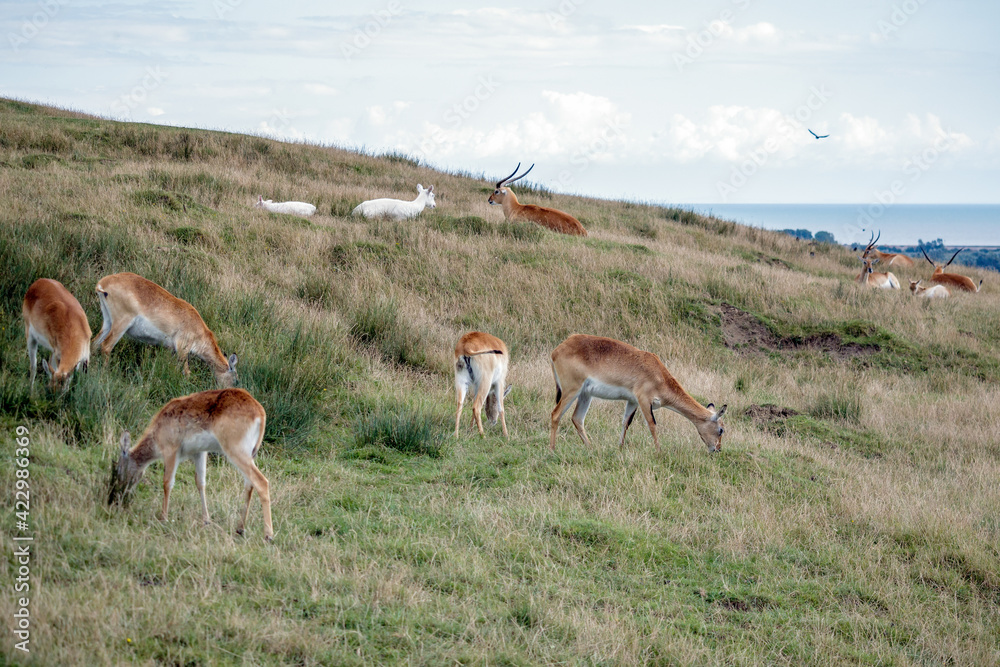 Red Lechwe Antelope (Kobus leche) Red Lechwe Antelope (Kobus leche)
