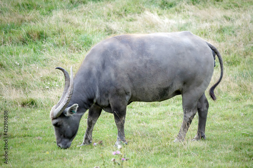 Water Buffalo or domestic Asian Water Buffalo (Bubalus bubalis)