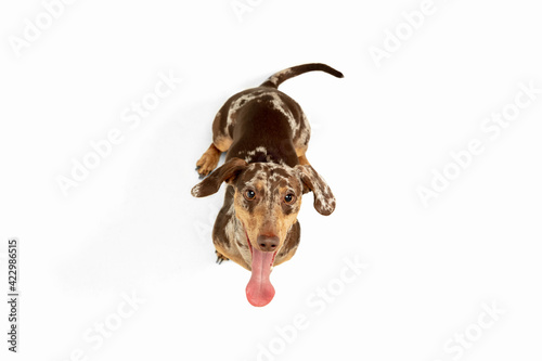 Cute puppy of Dachshund dog posing isolated over white background