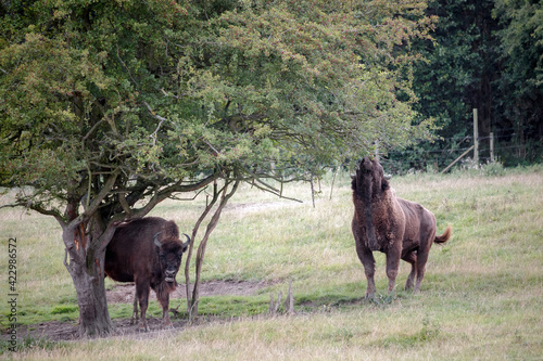 European bison  Bison bonasus 
