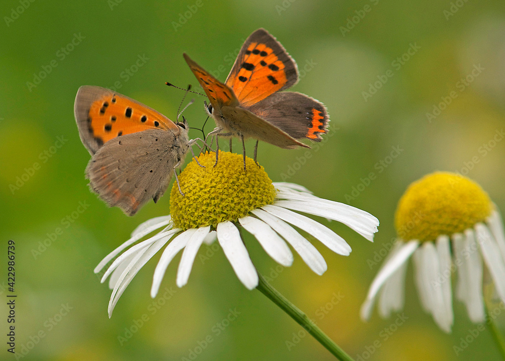 Two common copper butterflies on a camille flower Two common copper butterflies on a camille flower