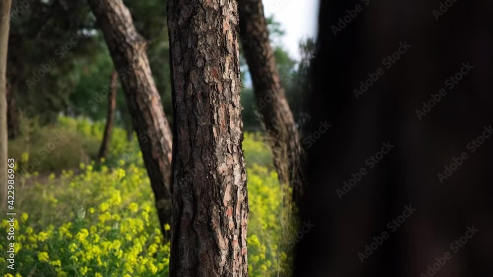 Bunch of trees at the park without people, eco concept. Bunch of trees at the park without people, eco concept.
