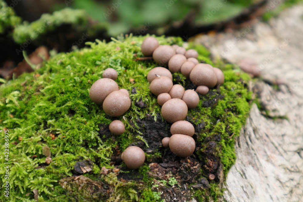 Nature
mushrooms Nature
mushrooms