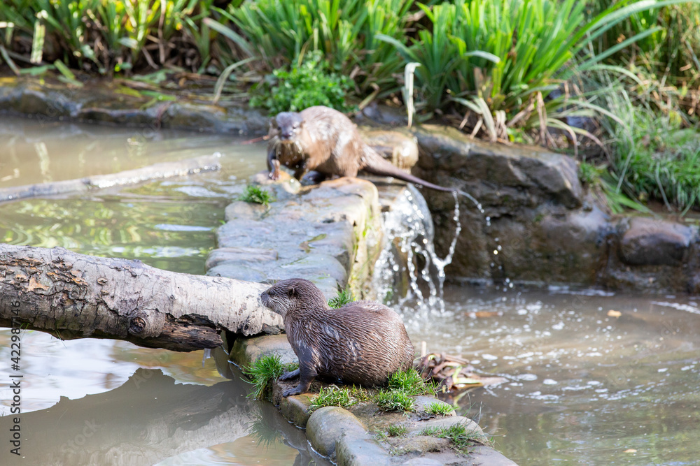 Otters (Asian Short Clawed otter) in water at Washington Wetland Centre Otters (Asian Short Clawed otter) in water at Washington Wetland Centre