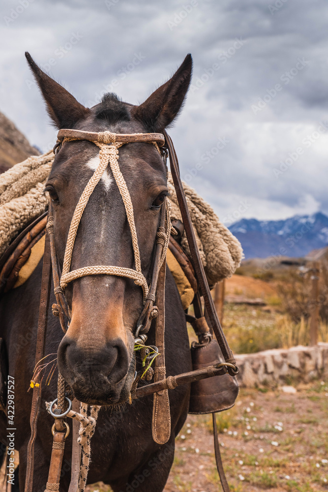 Fototapeta premium Dark brown horse with background mountains. Vertical photo. Selective focus.