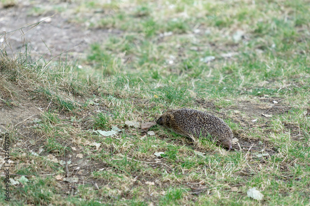 European Hedgehog (Erinaceus europaeus) European Hedgehog (Erinaceus europaeus)