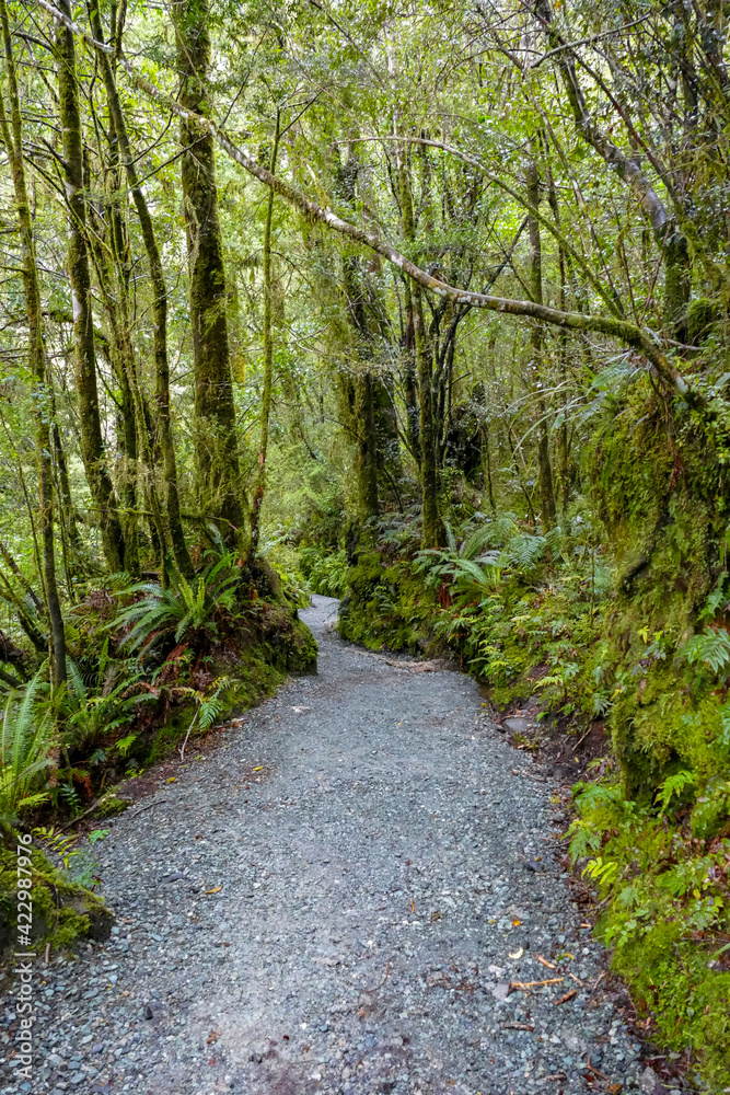 Obraz premium Cleddau River in New Zealand