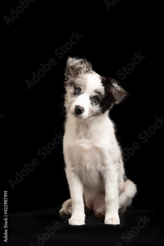 Sitting young border collie puppy looking at the camera on a black background in a vertical image