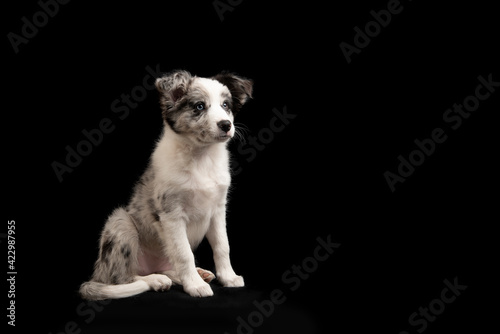 Sitting young border collie puppy looking away on a black background © Elles Rijsdijk